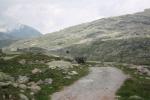 Mountainbike Bernina Express